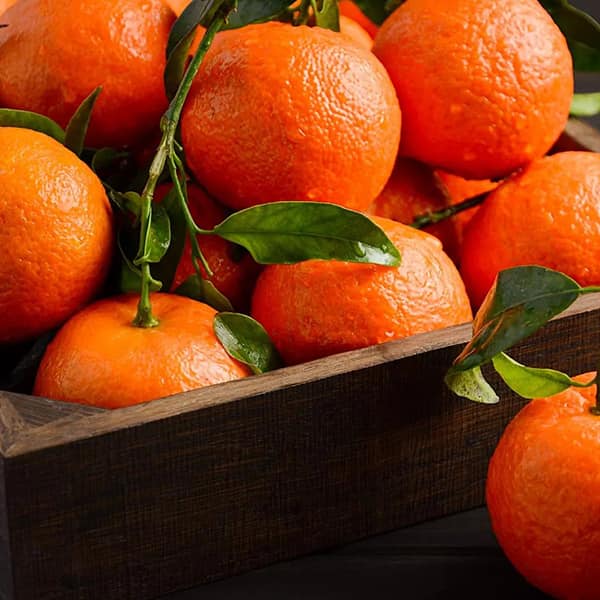 تصویر 1 از قیمت خرید نارنگی یافا + فروش ویژه